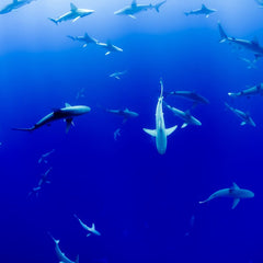 Connecting Marine Protected Areas Can Improve Ocean Health